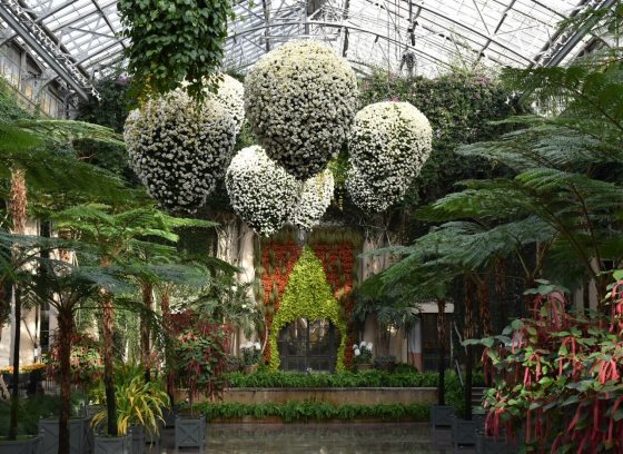 The inside of the Conservatory at Longwood Gardens with white chrysanthemum baskets hanging from the ceiling, and large ferns on the floor.