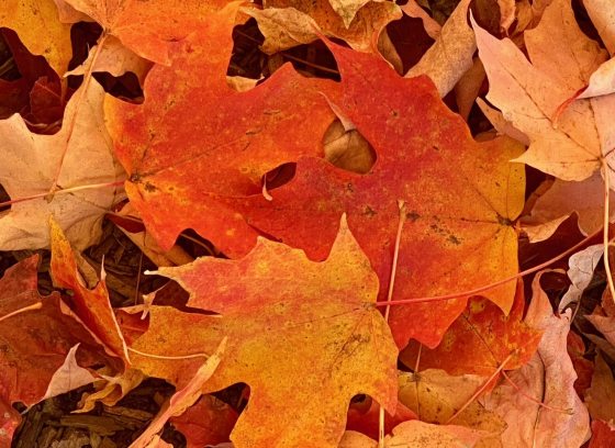 Copper colored leaves on a mulched ground.