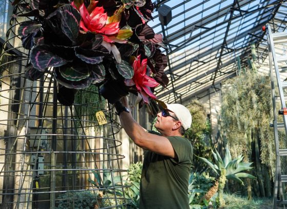 A person adding succlent type plants to a tall wire frame in the shape of a cone form.