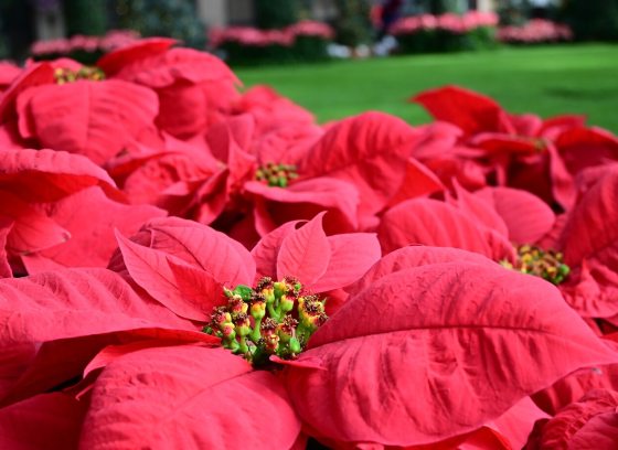 A bed of red poinsettias inside the Longwood Gardens conservatory.