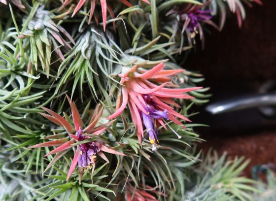 A close up of a cluster of air plants with some pink and purple fronds.