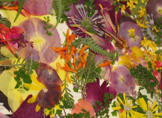 A variety of pressed flower types and colors all scattered flat on a table. 