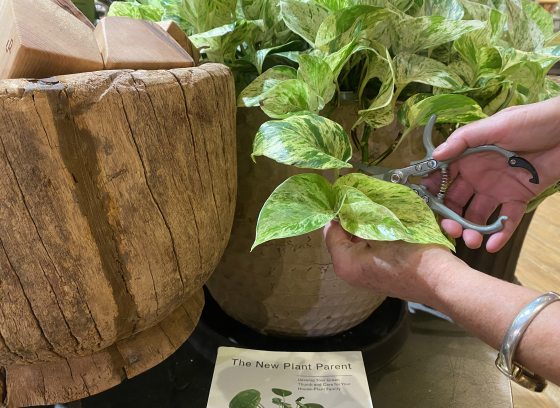 Plant Propagation