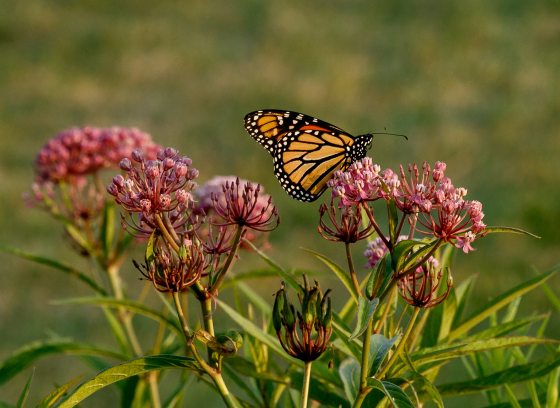 Monarch butterfly on milkweed.