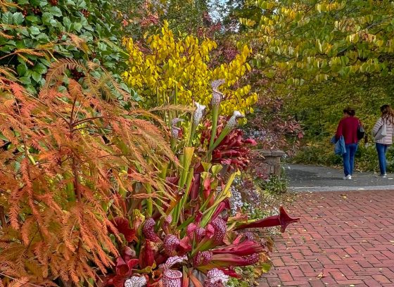 Two people stroll a garden path in autumn, amid colorful foliage and a large container of brightly colored plants beside a brick walk in the foreground.