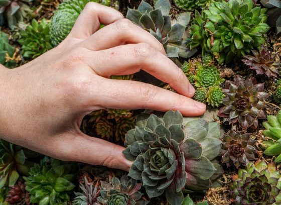 A hand placing a single succulent into a bed of succulents