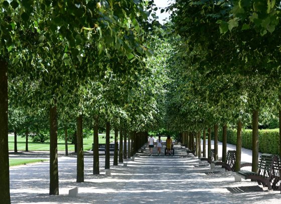 Three people walk down a shaded allee of trees.