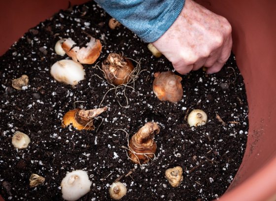 A person's hand planting flower bulbs in a terra cotta container.