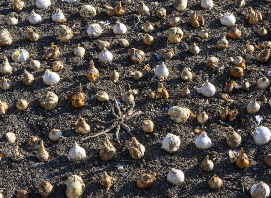 Rows of tulip bulbs arrange on top of soil.