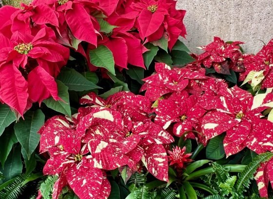 A bed of poinsettias in all red and a variety of red with white speckles.