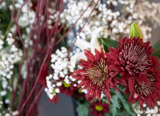 Cut dark red mums surrounded by baby breath, ready to be used in a floral design.