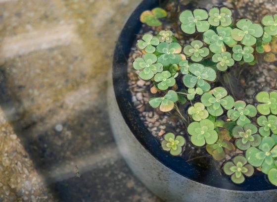 A close up of a ceramic gray planter surrounded by water, with small aquatic plants growing inside. 
