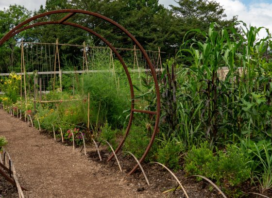 One large hoop structure and a series of smaller arches border a dirt path in a vegetable and flower garden.