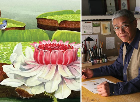 Felix Doolittle Waterlilies