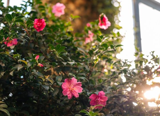 A Camellia plant, with pink blooms, against a golden sun rays streaming in the far window.
