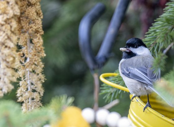 A gray and black bird resting on a yellow bird feeder. 