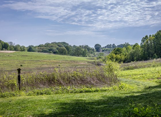 A meadow garden in early summer, featuring tall grasses, mowed pathways, and a bright blue sky.