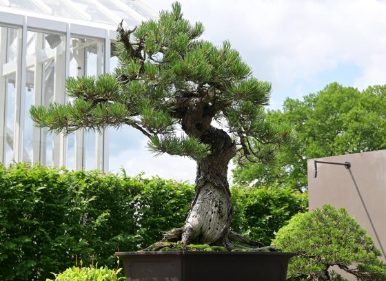 A large bonsai pine tree stands in the foreground against the corner of a large glasshouse in the left background.