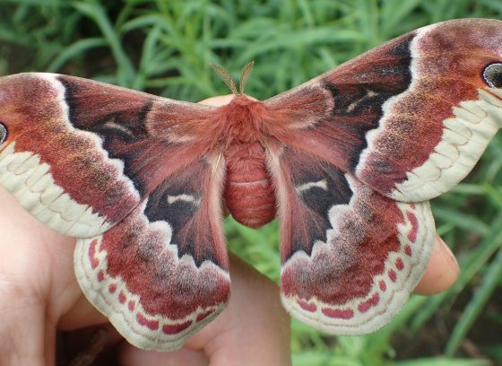 Closeup of large reddish brown moth with white wing margins and black eyespots, perched on a bent finger.