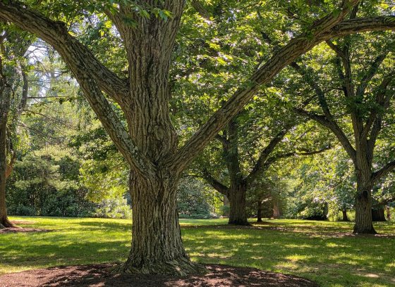 Four large oak trees shading a grassy lawn in summer.