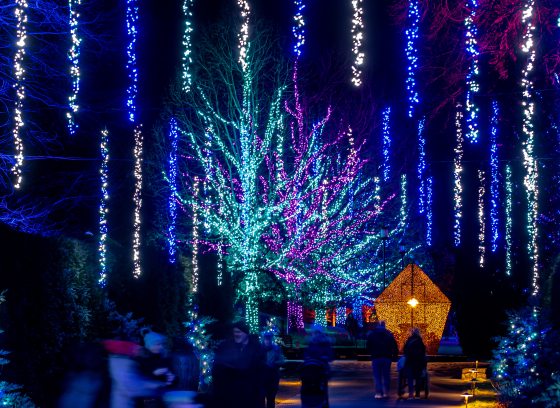 Nighttime view of a festive outdoor scene with trees adorned in blue, purple, and pink lights, and a glowing, star-shaped structure. People are casually strolling through the illuminated garden.