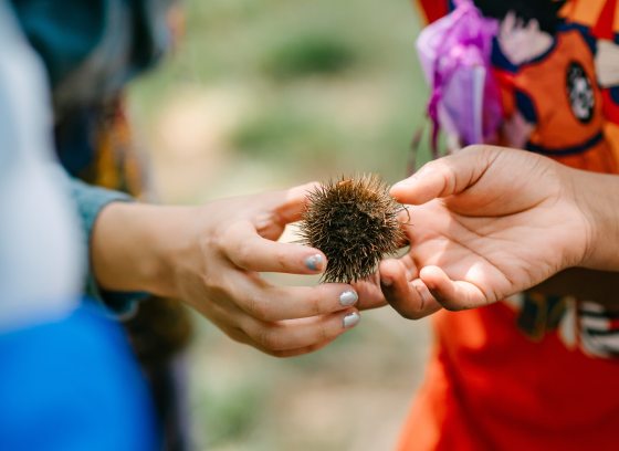 Closeup of two young people holding a brown spiky seed ball.