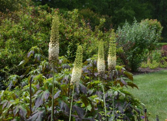 A garden bed filled with a variety of tall plants in summer.