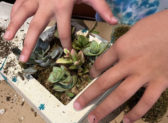 Youthful hands arrange small succulents in a hand-painted square planter.