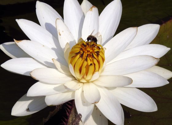 Bee on a 'White Saber Tooth' waterlily. 