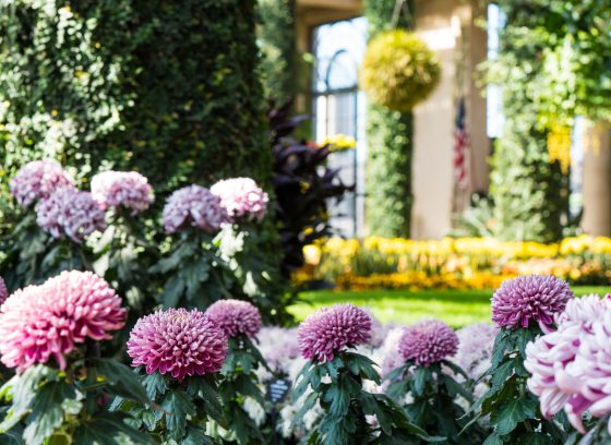 Indoor conservatory garden filled with pink and yellow chrysanthemums in borders and baskets, amid green lawn, foliage-covered columns, and tall arched windows.