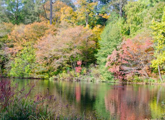 Trees with fall foliage are reflected on a water surface.