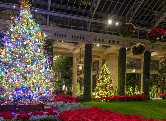 Inside the conservatory at night, decorated with lit Christmas trees, and beds and hanging baskets of poinsettias.