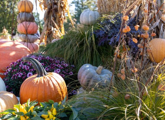 Pumpkins and gourds arranged in a fall outdoor garden. 