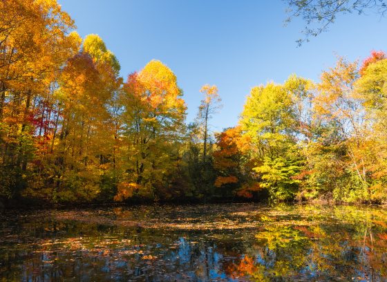 Wide shot of a still lake reflecting trees with yellowish autumn leaves and a clear blue sky.