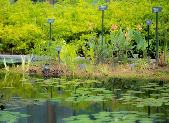 A waterlily pond with a varitey of lily pads and tall grasses. 