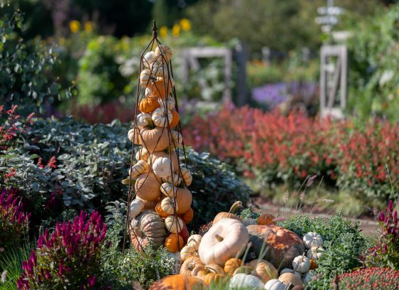 Colorful display of chrysanthemums and other fall flowers, pumpkins, and gourds