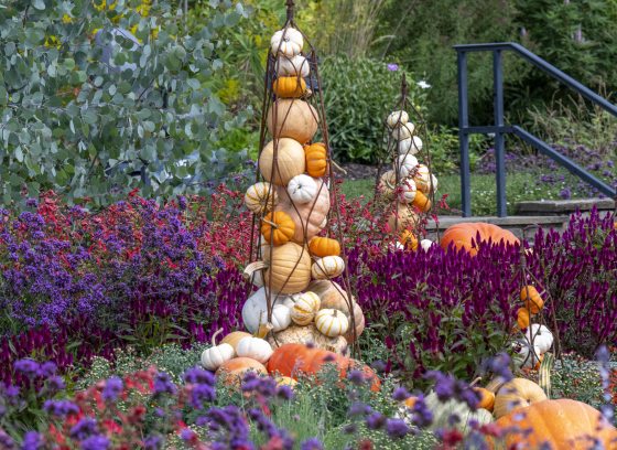 Pumpkin displays amid purple and red flowers in an outdoor garden.