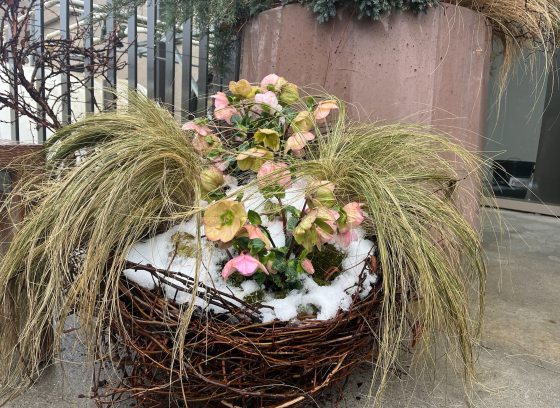 Flowers and grass planted in a bird nest-inspired container
