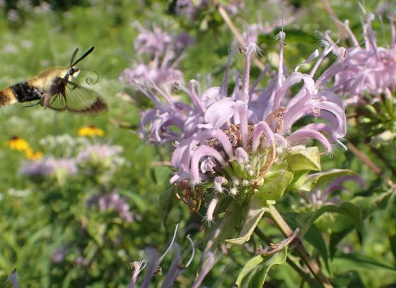 A close-up photograph of a clearwing hummingbird moth in flight, hovering near a cluster of spiky, pale purple wild bergamot or bee balm flowers. The moth is visible on the left, with a distinct black and yellow striped body. The background is a mix of blurred green foliage and yellow flowers under bright sunlight.