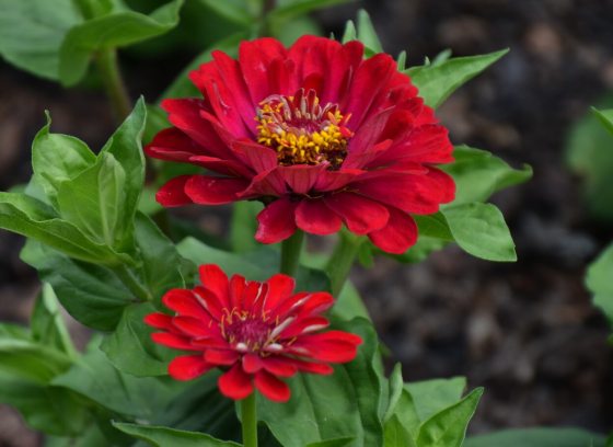 Two bright red flowers set against green leaves.