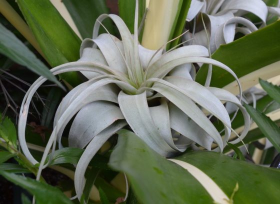A silver Tillandsia xerographica nestled in greenery.