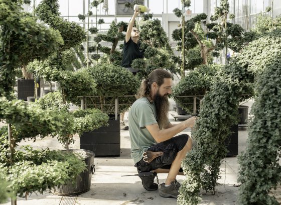 A horticulturist squats to work on specialty mums in training, amid a greenhouse of chrysanthemum forms in training.
