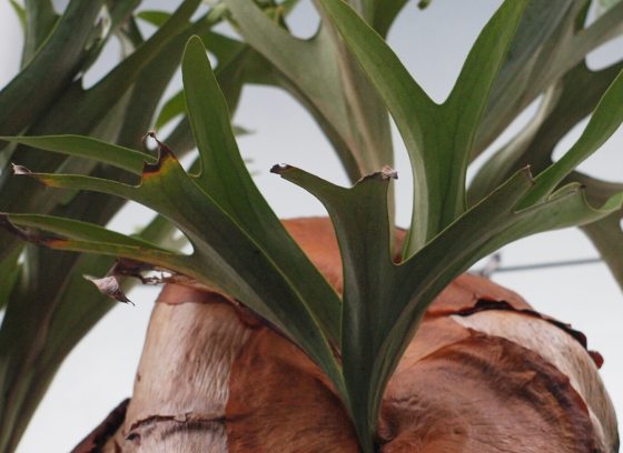 A close-up view of the green, antler-shaped fronds of a Staghorn Fern growing above its brown, shield-like base.