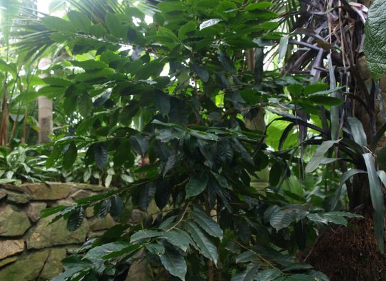 A close-up view of dense, dark green tropical foliage in a jungle or greenhouse setting. The leaves are large and lush, partially obscuring the background, which includes a textured stone wall on the left and thick, woody tree trunks or vines on the right. 