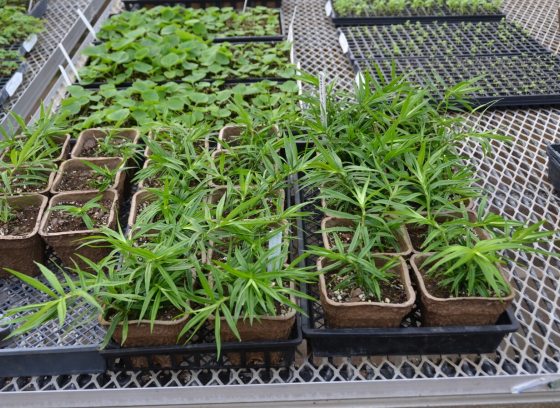 A high-angle view of several trays of young seedlings or cuttings arranged on a metal wire bench in a nursery or greenhouse.