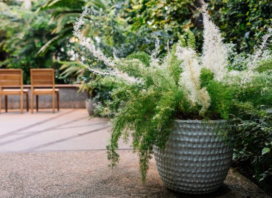 A potted Asparagus Fern with bright green, feathery fronds and wispy white flowers, set on a stone patio with wooden chairs in the background.