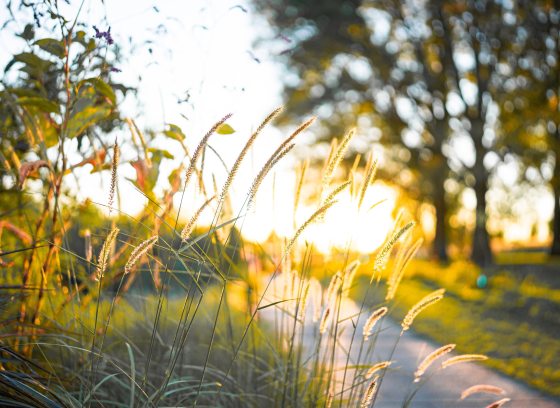 Long rays of sunlight shine along an outdoor path and through trees and autumn grasses