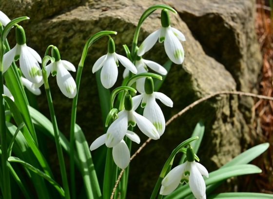 A close-up shot of a cluster of white snowdrop flowers (Galanthus) with their characteristic nodding heads, set against a dark, textured brown rock in the sunlight