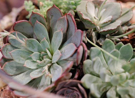 A close-up, top-down view of several succulent plants, primarily Echeveria, nestled together in a container or terrarium.