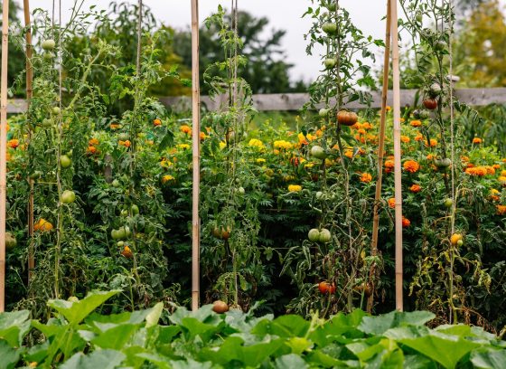 A home garden view with rows of tall tomato plants supported by wooden stakes. The tomato plants are laden with both green and ripening red fruit. In the middle ground, there is a cluster of orange and yellow marigold flowers, and in the foreground, there are low-growing, large green leaves, likely squash or pumpkin plants. 
